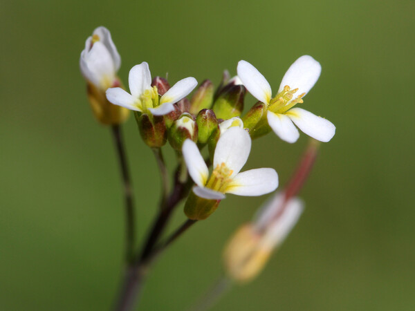 Flowering Arabidopsis thaliana. Source: Shutterstock