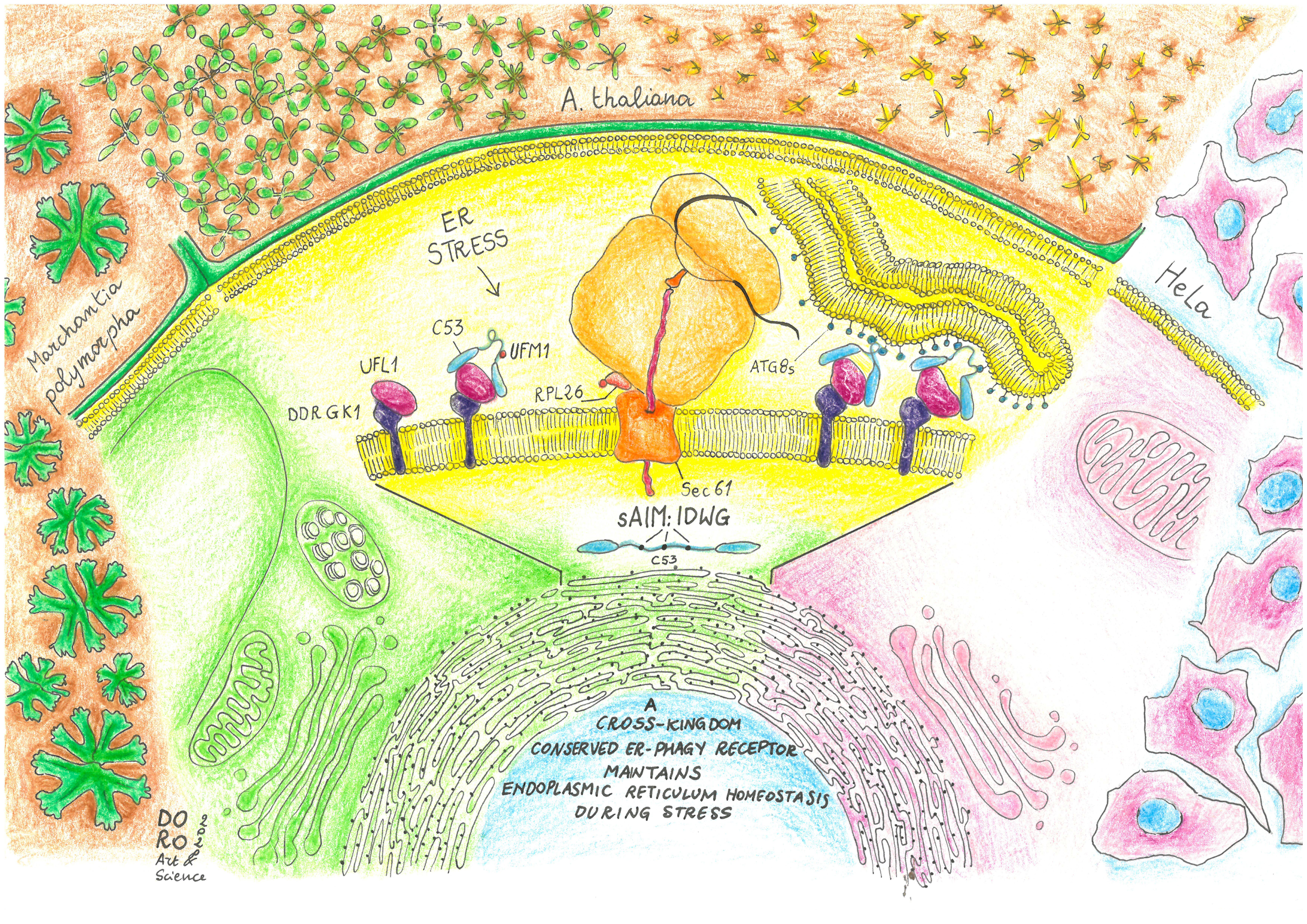 Drawn by Dorotea Fracchiolla, Art&Science Drawn by Dorotea Fracchiolla, Art&Science