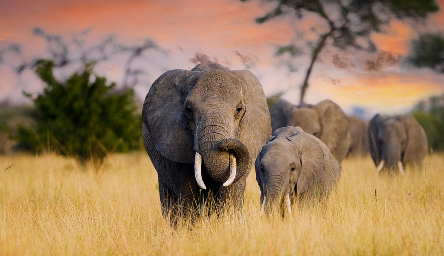 Ein ausgewachsener Elefant und ein Jungtier laufen durch hohes, goldenes Gras in einer Savannenlandschaft.