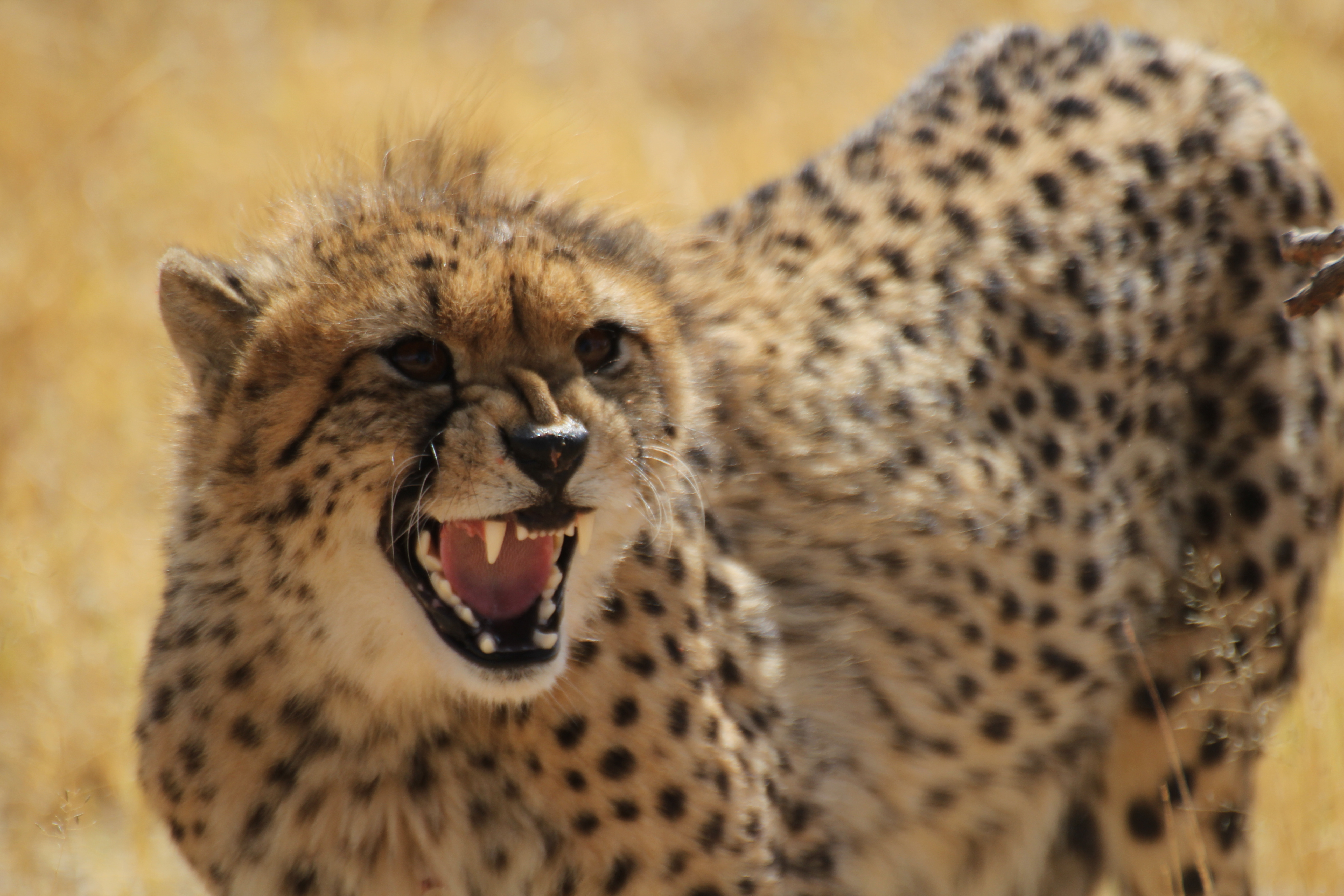 A cheetah bares its teeth in the dry grassland, caught in mid-call.