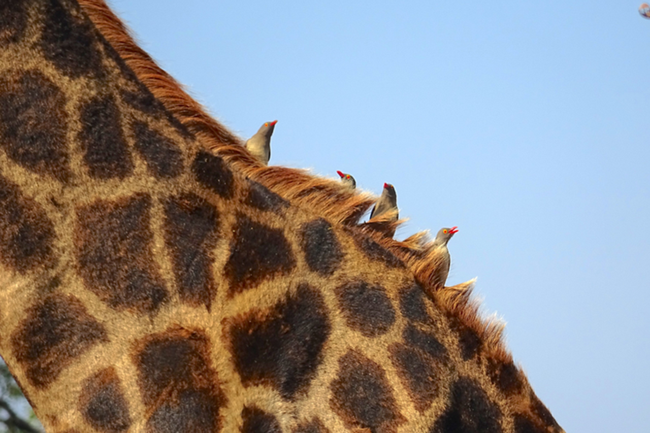 Neck of a giraffe with red-billed obpecker resting on it.