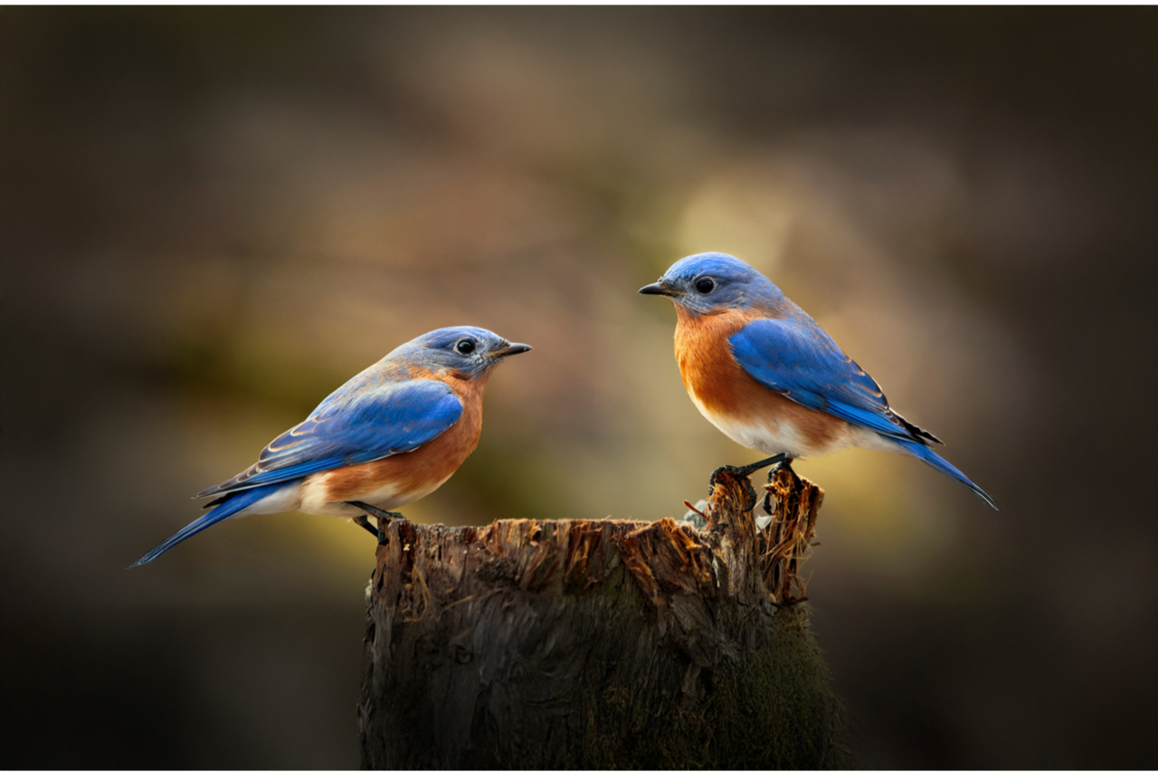 Two small blue and rust-colored birds perch on opposite sides of a tree stump, facing each other.