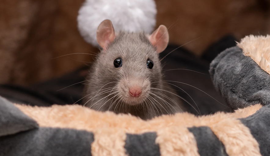 Eine Maus blickt in die Kamera