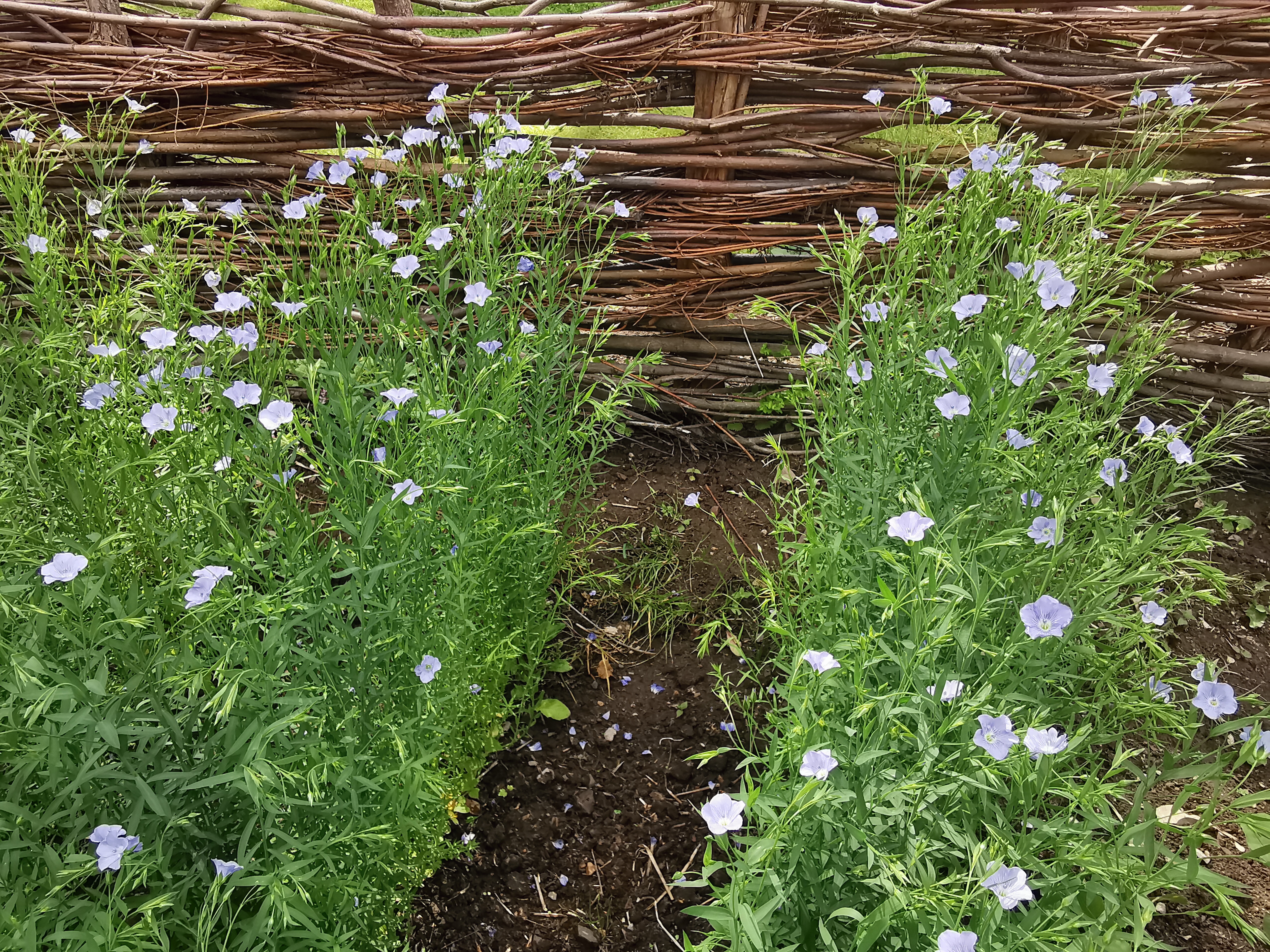 Fibre flax at the Open Air Museum