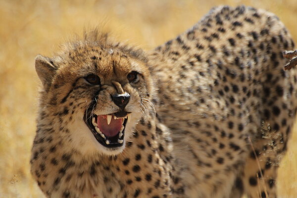 A cheetah bares its teeth in the dry grassland, caught in mid-call.