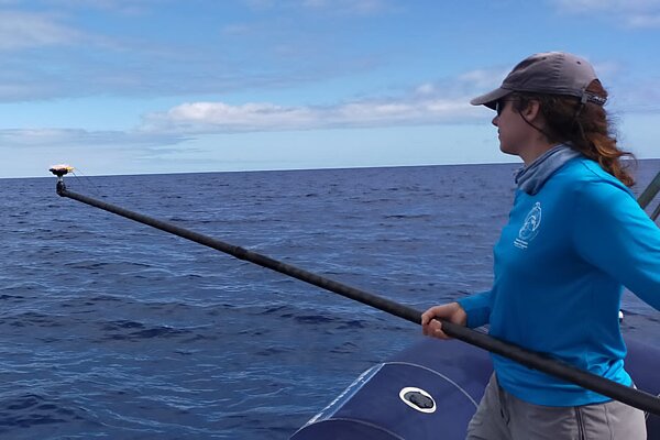 Researcher Jeanne Shearer on a boat uses a long pole to deploy sound equipment near a group of pilot whales swimming at the ocean surface.