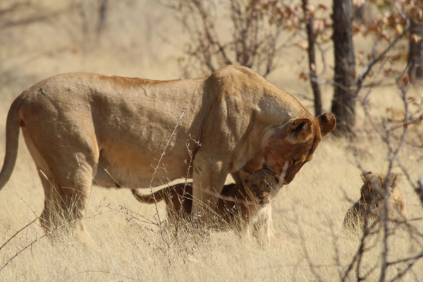 A lioness walks through dry brown bush in Namibia with her two cubs in front of her.
