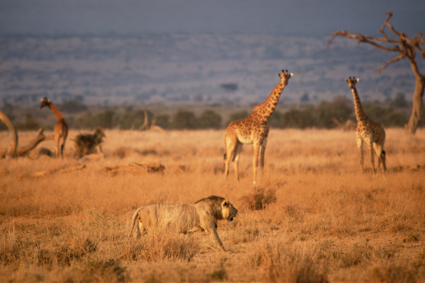 A lion walks through the African savannah near a group of giraffes at sunrise.