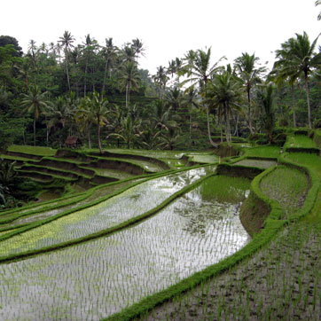Terrassierte Böden für Nassreiskultur in Bali. Bild: Michael Gunther, Wikimedia/CC