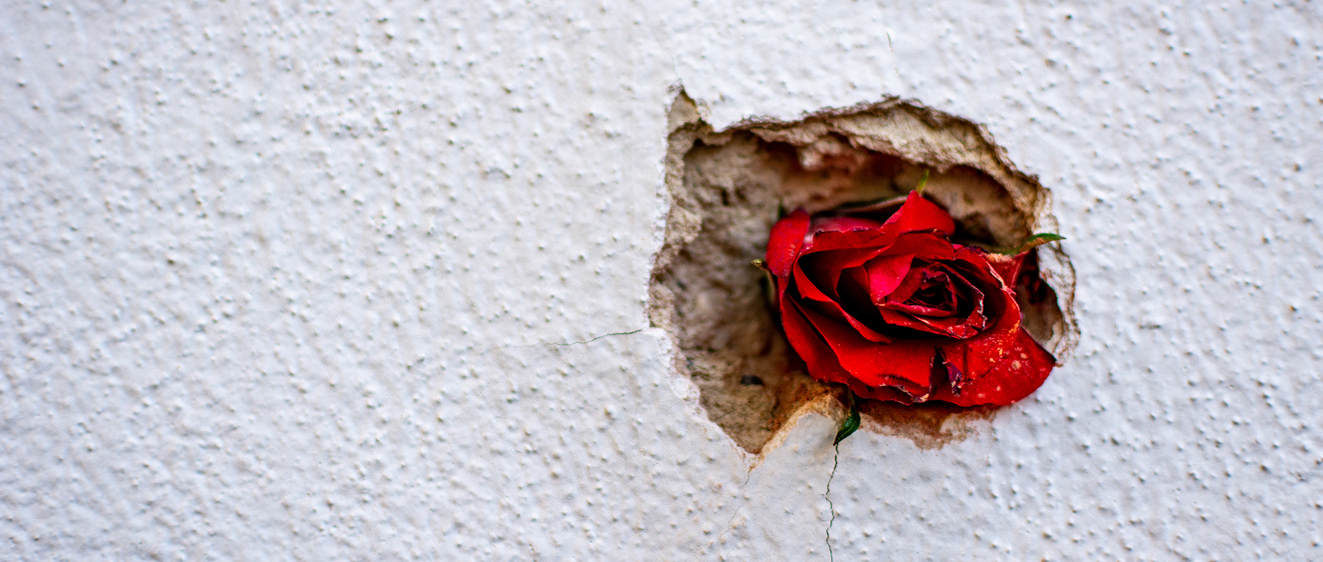 Zum Gedenken an die Opfer des Terroranschlags vom 2. November in Wien hat jemand eine rote Rose in ein Einschusslöcher in einer Hausmauer gelegt. Zum Gedenken an die Opfer des Terroranschlags vom 2. November in Wien hat jemand eine rote Rose in ein Einschusslöcher in einer Hausmauer gelegt.