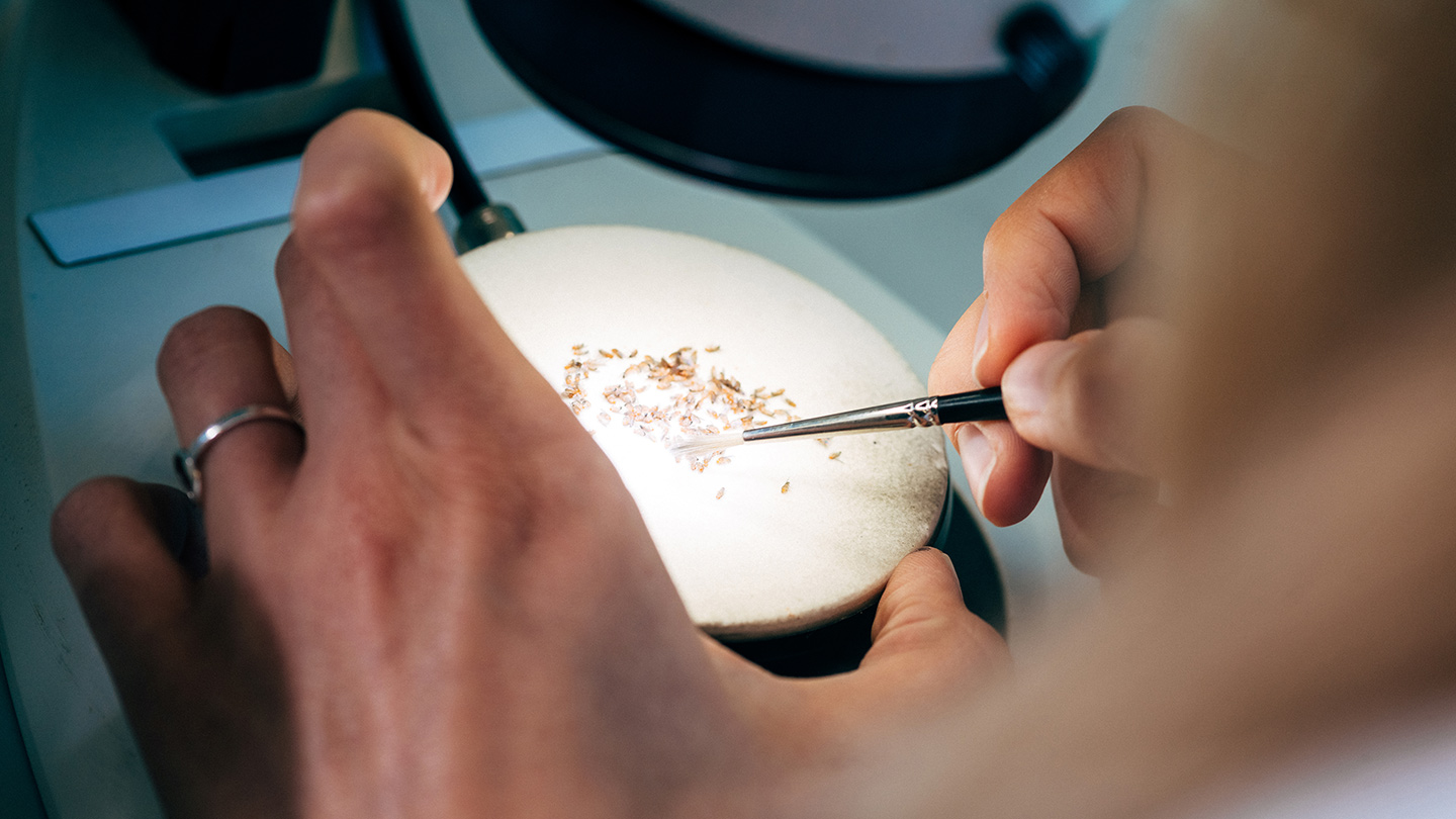 Using the fruit fly as a model organism, researchers at the OeAW have shown how cancer cells grow when oxygen is supplied. Using the fruit fly as a model organism, researchers at the OeAW have shown how cancer cells grow when oxygen is supplied.