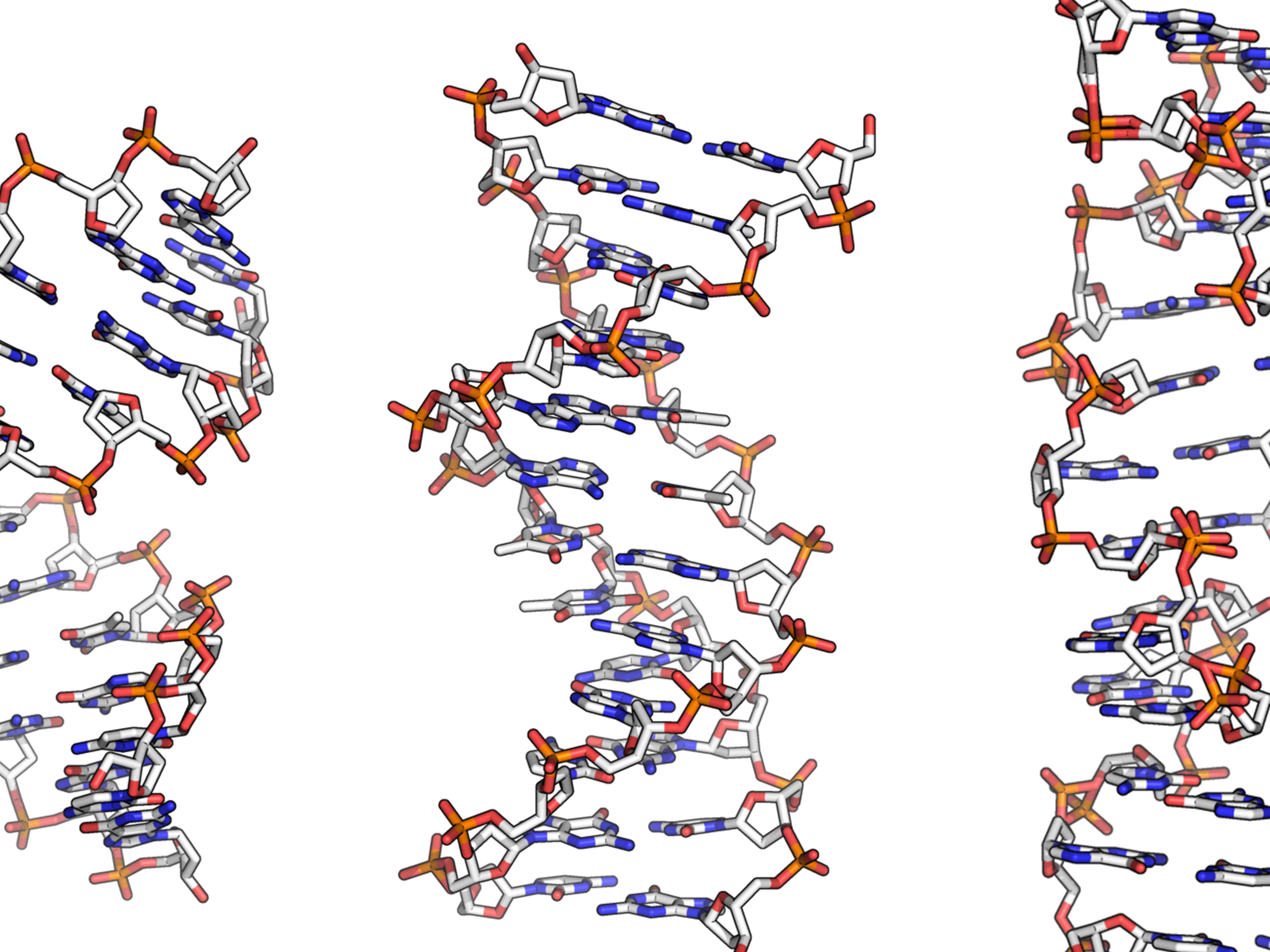 Strukturmodelle der DNA © Wikimedia/GNU 1.2/Richard Wheeler (Zephyris) Strukturmodelle der DNA © Wikimedia/GNU 1.2/Richard Wheeler (Zephyris)