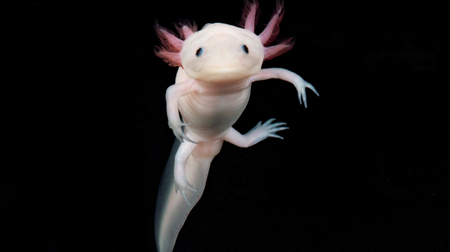 Fotoaufnahme eines Axolotls vor schwarzem Hintergrund.