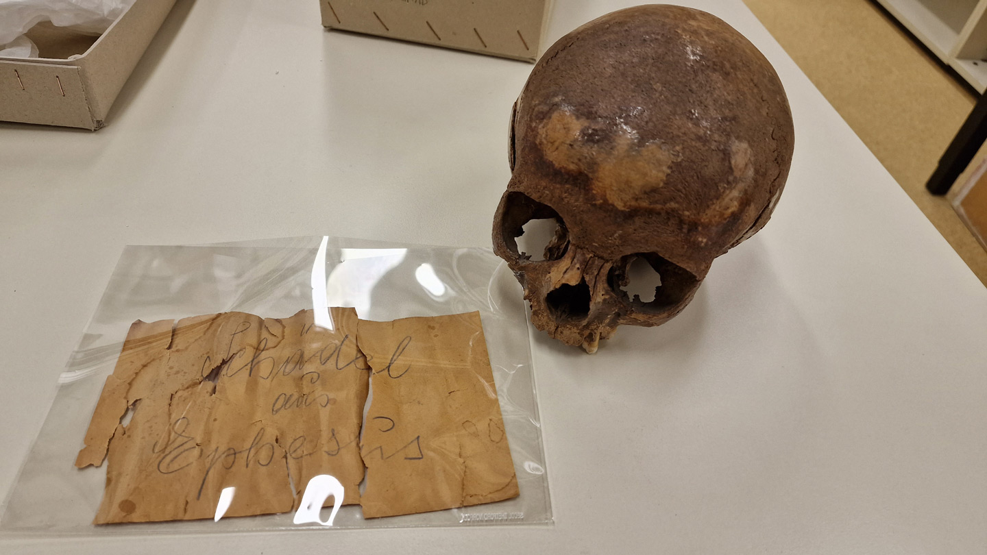 Foto von einem Totenkopf und einem handgeschriebenen alten Zettel mit der Aufschrift "Schädel aus Ephesos"