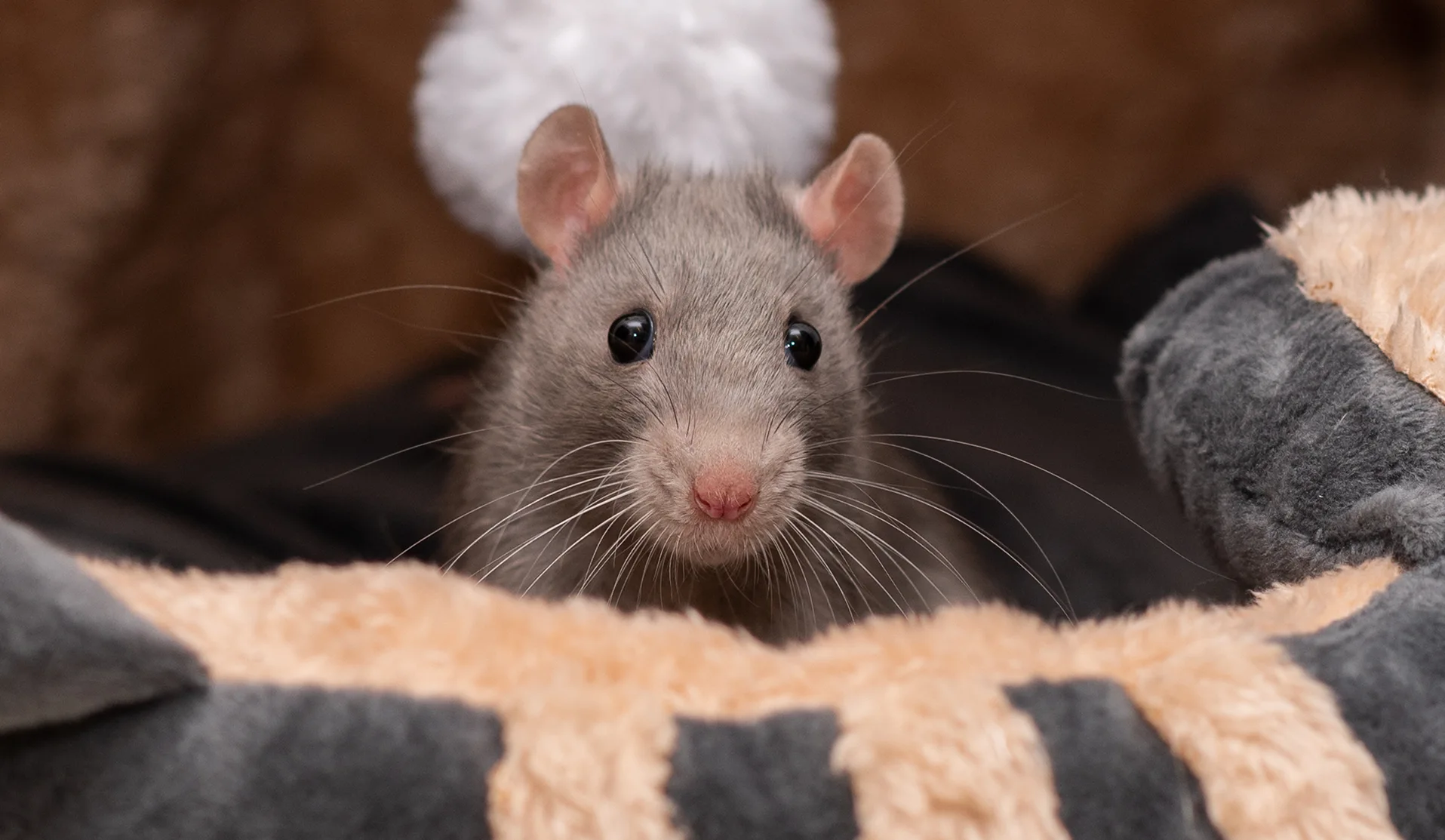 Eine Maus blickt in die Kamera