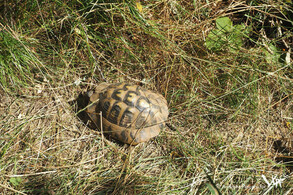 The Greek tortoise can still be found regularly in the Djerdap National Park (Milanovac, 2016)