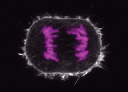 Filaments, which generate contractile forces to form a cleavage furrow during cell division, are organized as a randomly oriented network.