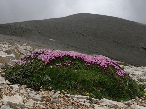 Dieses Exemplar des Stängellosen Leimkrauts, Silene exscapa, gedeiht in unwirtlicher Umgebung am Monte Focalone (Italien) auf 2676 m Höhe © Harald Pauli