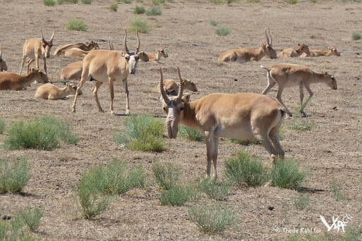 Saiga (Saiga tatarica), a critically endangered antelope in the Yashkul steppe (2012)