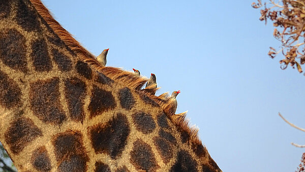 Der Rücken einer Giraffe, auf dem mehrere kleine Vögel sitzen