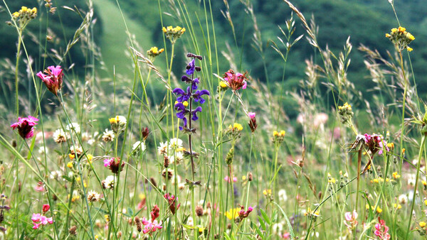 Alpine Blumenwiese Alpine Blumenwiese
