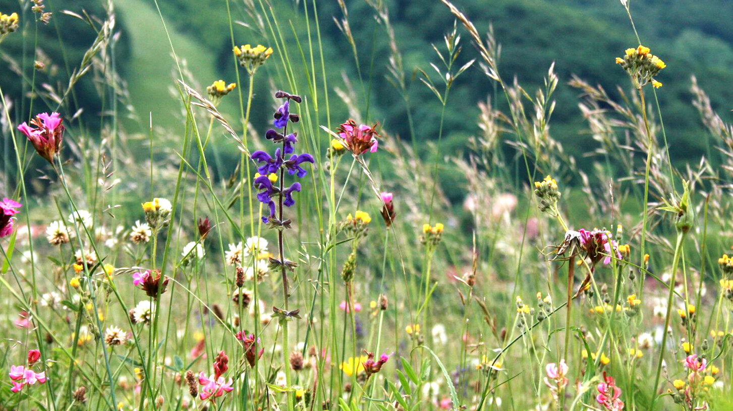 Alpine Blumenwiese