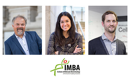 Jürgen Knoblich, Noelia Urbán, Stefan Ameres (c)IMBA