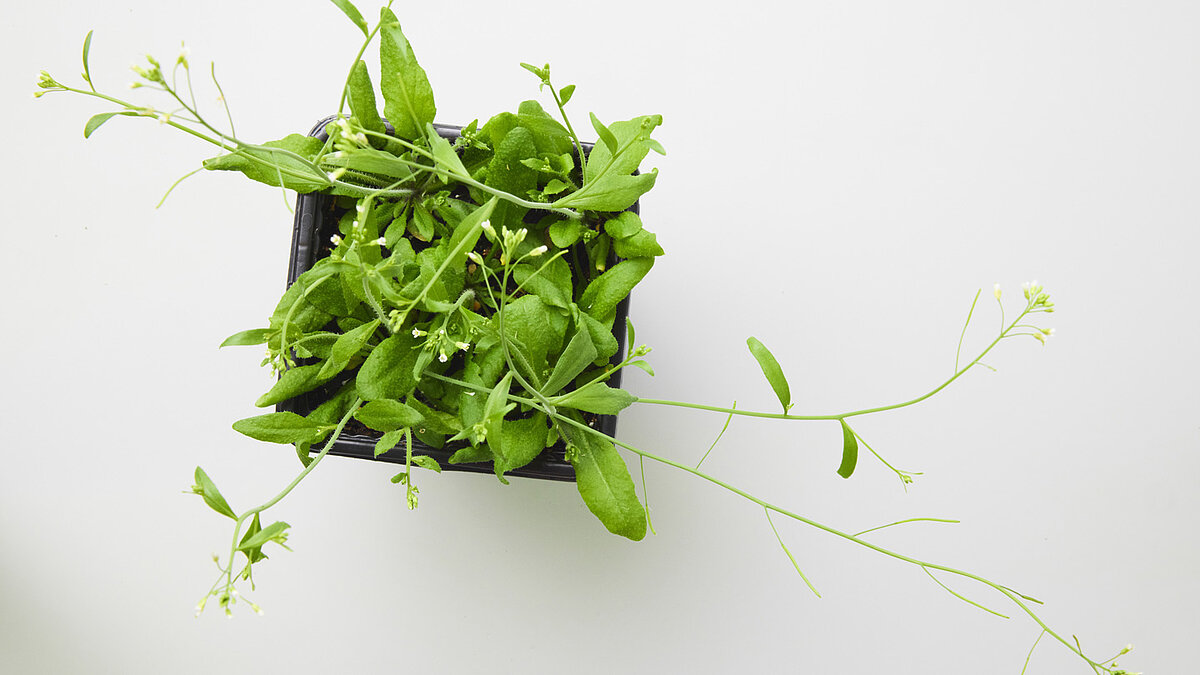 Comment les plantes écartent les gènes indésirables