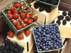 © Wikimedia/Public Domain/Scott Bauer, USDA ARS © Wikimedia/Public Domain/Scott Bauer, USDA ARS