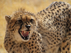 Gepard