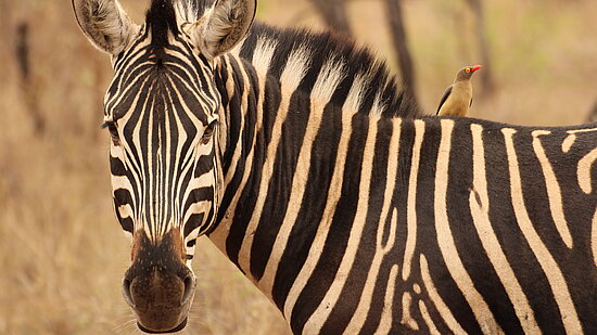 Foto: Katharina Prager Foto: Zebra