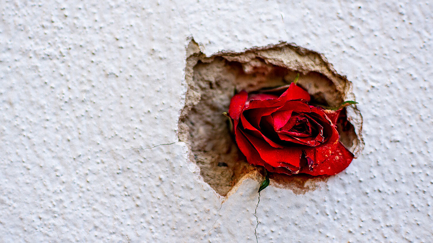 Zum Andenken an die Opfer hat jemand eine rote Rose in eines der Einschusslöcher in der Hausmauer am Tatort gesteckt. © LukeOnTheRoad/Shutterstock Zum Andenken an die Opfer hat jemand eine rote Rose in eines der Einschusslöcher in der Hausmauer am Tatort gesteckt. © LukeOnTheRoad/Shutterstock