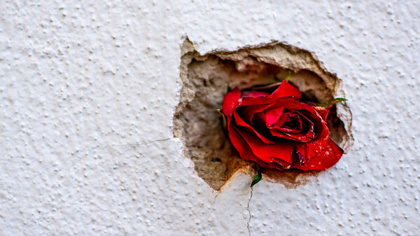 Zum Andenken an die Opfer hat jemand eine rote Rose in eines der Einschusslöcher in der Hausmauer am Tatort gesteckt. © LukeOnTheRoad/Shutterstock
