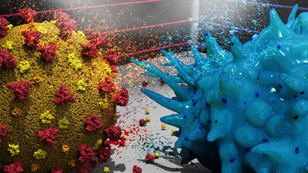 Das Immunsystem im Boxring: Künstlerische 3D-Darstellung einer T-Killerzelle, die mit SARS-CoV-2 kämpft (nicht maßstabsgetreu) © biolution GmbH/ÖAW/CeMM