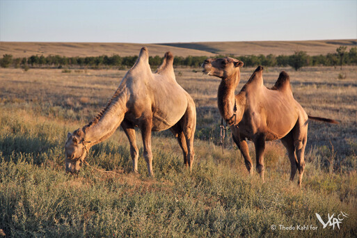 Kalmyk bactrian camels (Ergeni hills, 2012)