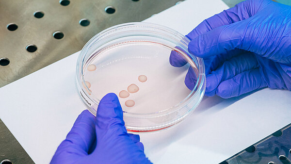 Petrischale in einem Labor