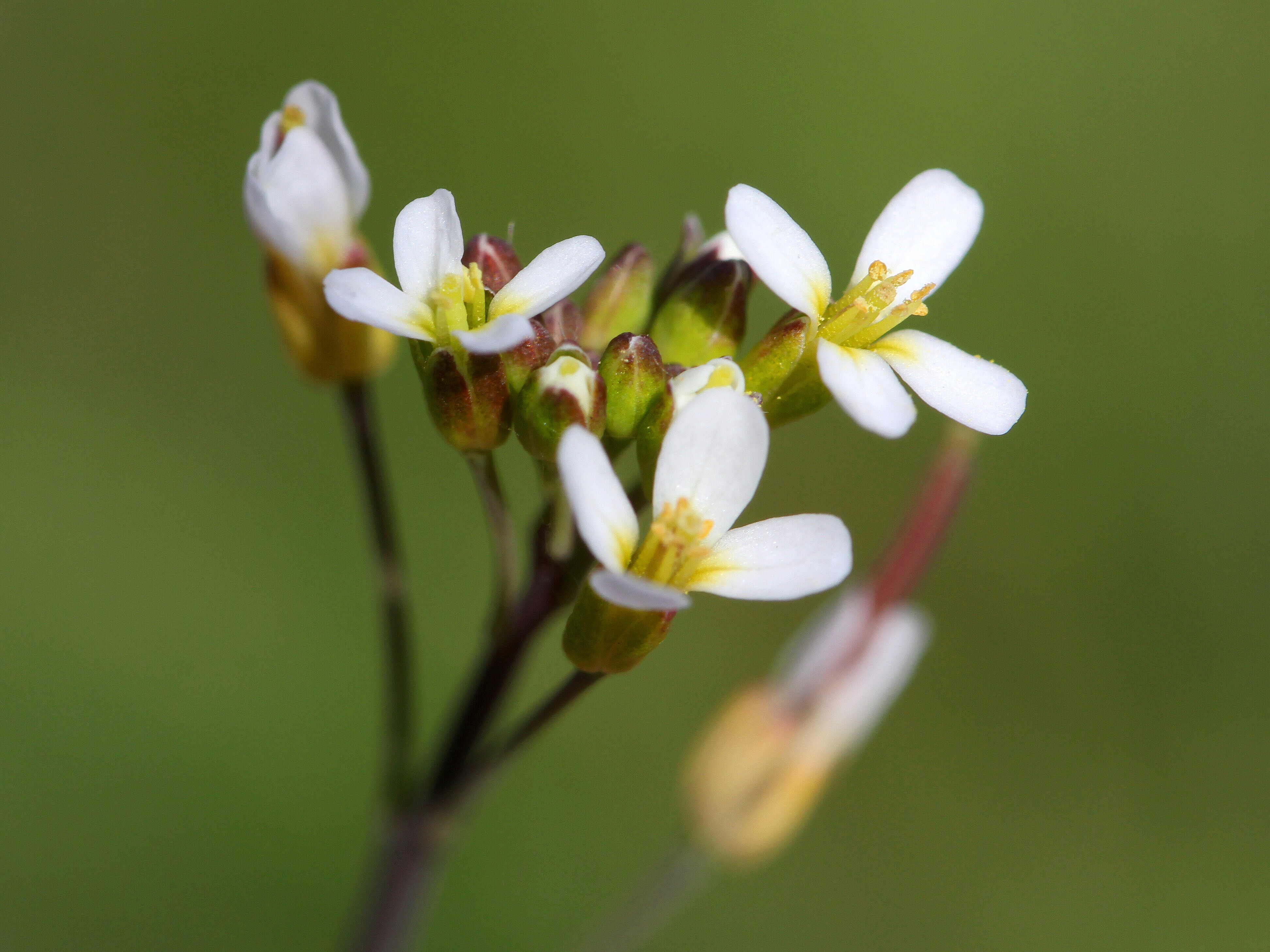 Flowering Arabidopsis thaliana. Source: Shutterstock Flowering Arabidopsis thaliana. Source: Shutterstock