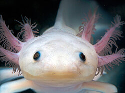 Foto eines Axolotl, das in die Kamera blickt