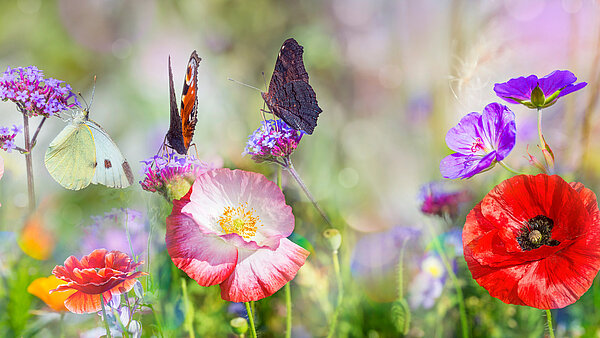 Bunten Blumen und Schmetterlinge auf einer Wiese