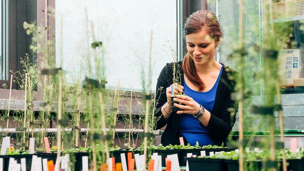 An der Modellpflanze Arabidopsis konnten Pflanzenbiolog/innen der ÖAW zeigen, wie diese sogenannte „springende Gene“ im Griff behält. An der Modellpflanze Arabidopsis konnten Pflanzenbiolog/innen der ÖAW zeigen, wie diese sogenannte „springende Gene“ im Griff behält.