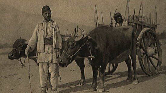 Büffelkarren in Mazedonien