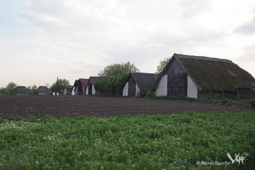 Swabian barns (Petrești, 2017)