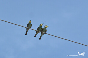 European bee-eater (Merops apiaster) (Ergeni hills, 2012)
