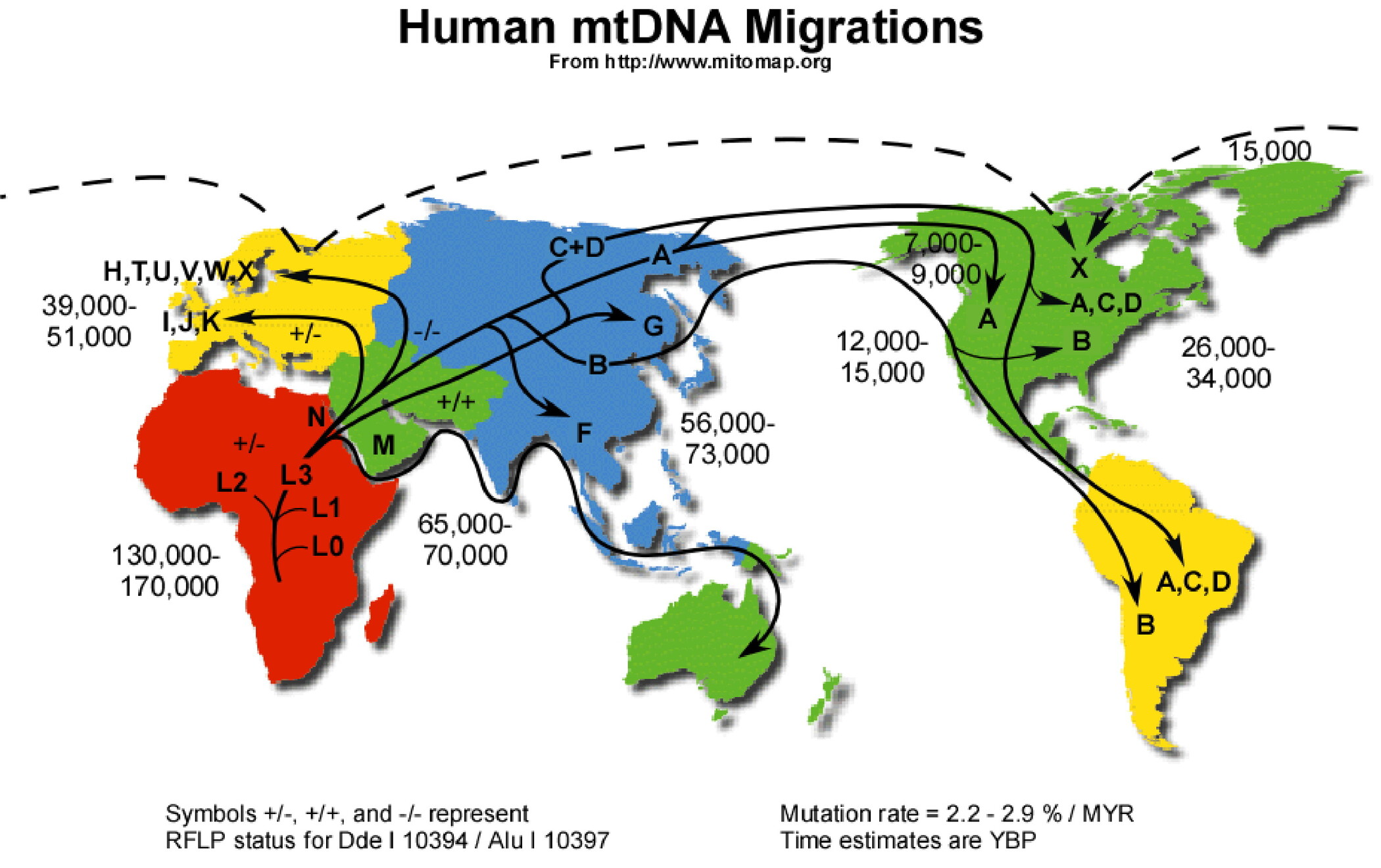 Распространение людей на земле сообщение. Расселение гаплогрупп. Карта миграции людей. Карта расселения человечества по земле.