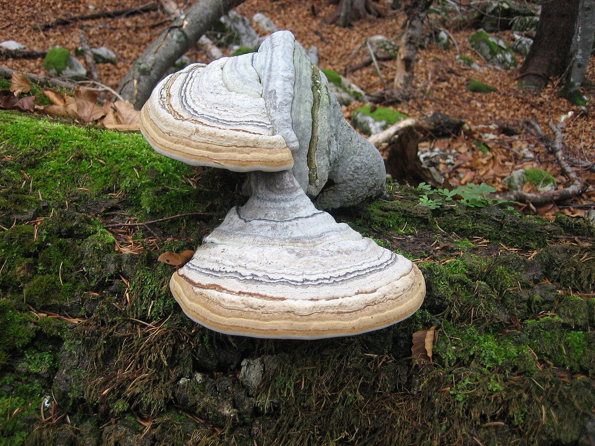 The image shows large bracket fungi (polypore mushrooms) growing on a moss-covered fallen log. The fungi display characteristic semicircular, tiered shapes with clearly visible growth rings. The upper surface is gray-white colored, while the underside shows cream to light brown coloration. The log is completely covered with green moss, and leaves and forest floor debris are visible in the background.