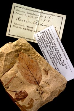 Syntype of Quercus radimskyi Ettingshausen, 1890