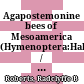 Agapostemonine bees of Mesoamerica (Hymenoptera:Halictidae) / mit Abb