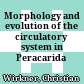 Morphology and evolution of the circulatory system in Peracarida